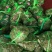 包邮老头蟹大量批发有需要的老板来合作共赢质量优