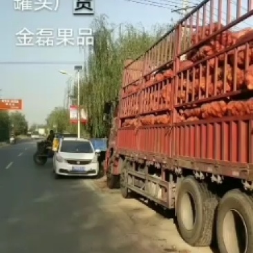 晚秋黄梨.小梨.金磊果品站.大量供应罐头厂货.梨小二