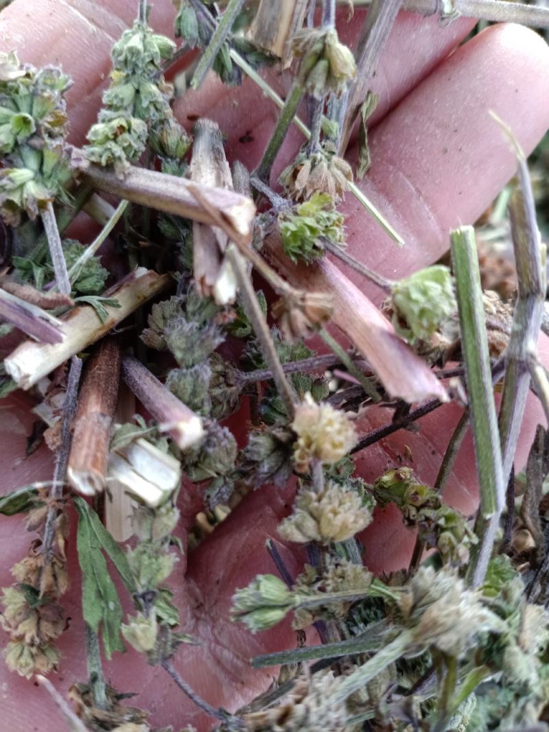 荆芥，荆芥全棵切片，干净无杂质量保证量大从优！