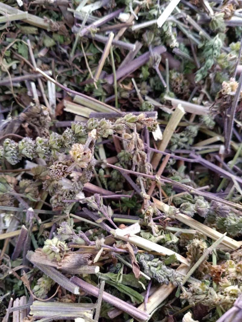 荆芥，荆芥全棵切片，干净无杂质量保证量大从优！