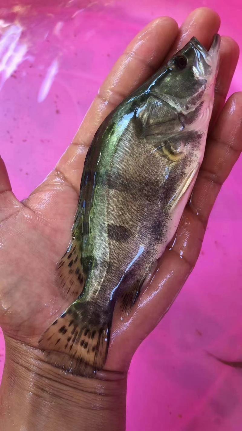 优质鳜鱼苗桂花苗肉食性鳌桂鱼公分苗寸苗、场地直销