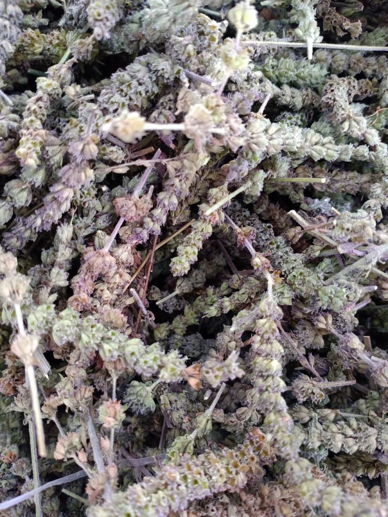 荆芥穗，优质荆芥穗，干净无杂质量保证量大从优！