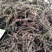 荆芥穗，优质荆芥穗，干净无杂质量保证量大从优！
