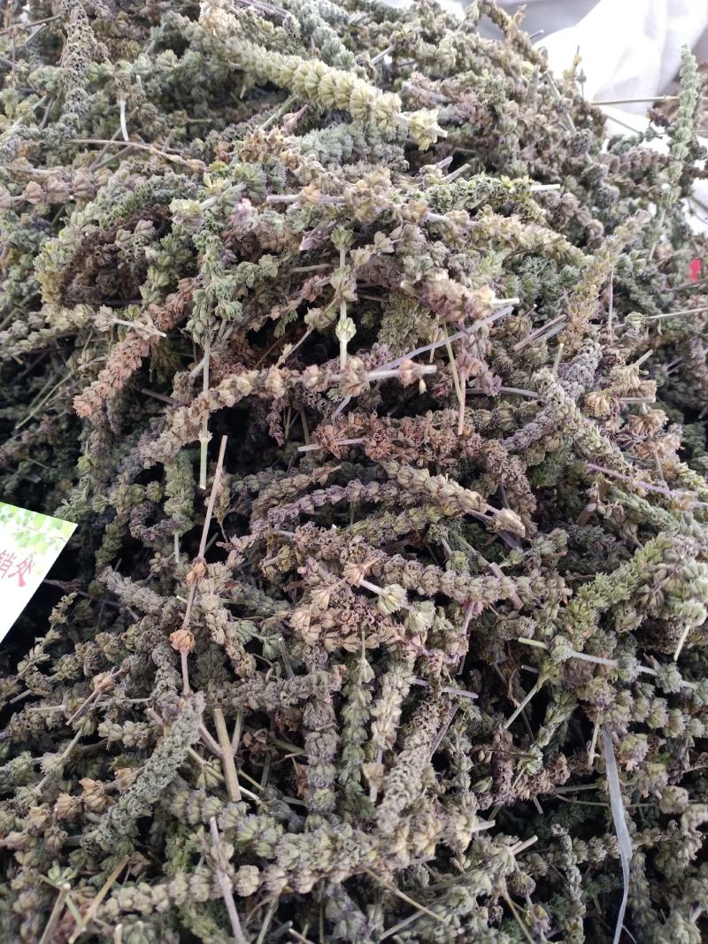 荆芥穗，优质荆芥穗，干净无杂质量保证量大从优！