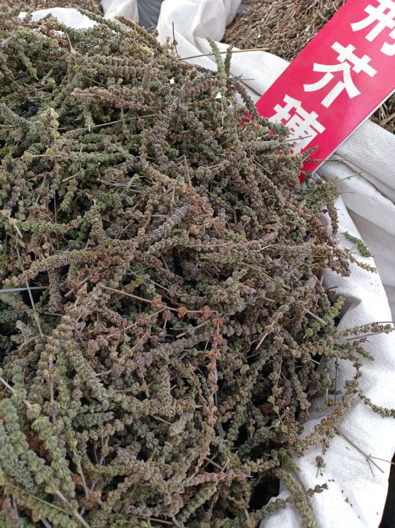 荆芥穗，优质荆芥穗，干净无杂质量保证量大从优！