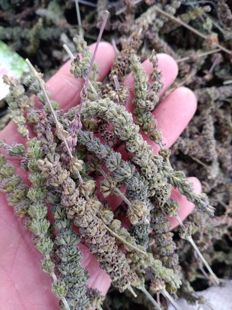 荆芥穗，优质荆芥穗，干净无杂质量保证量大从优！
