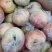金磊果品收购大站供应富士苹果次果罐头厂货