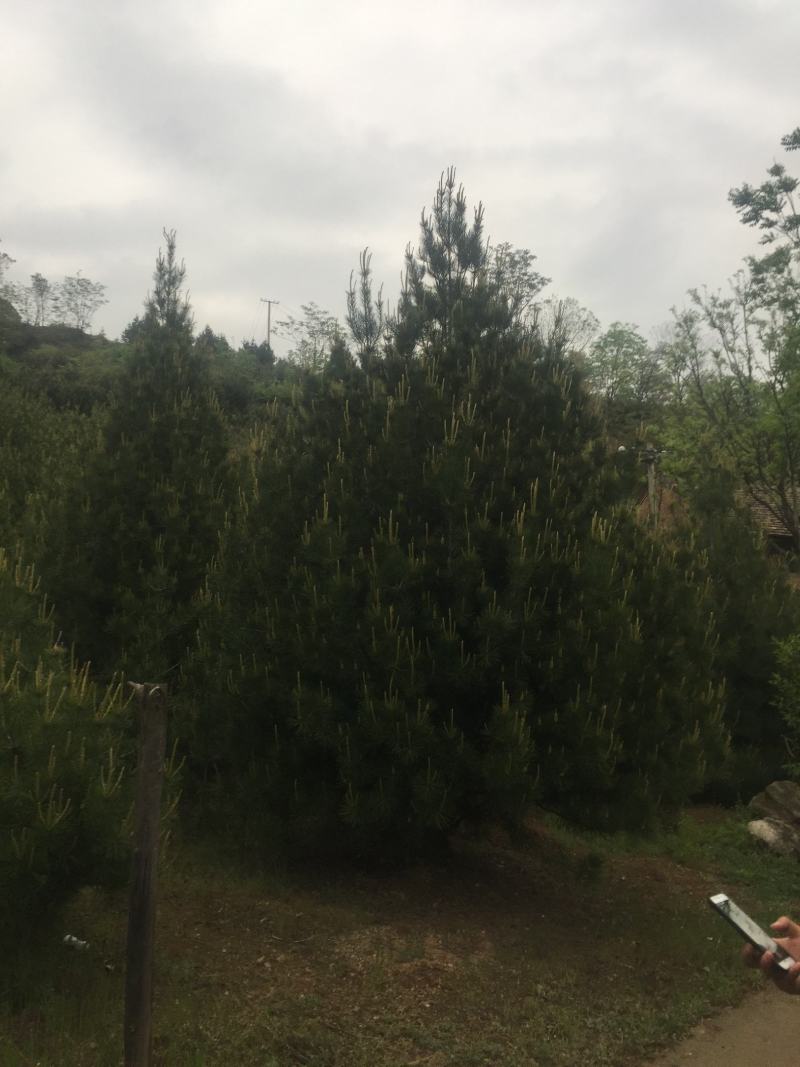 蓝田白皮松1---6米的各种规格，我们有精心的团队。