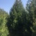 蓝田白皮松1---6米的各种规格，我们有精心的团队。