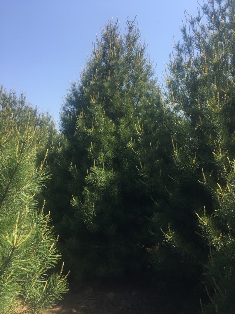 蓝田白皮松1---6米的各种规格，我们有精心的团队。