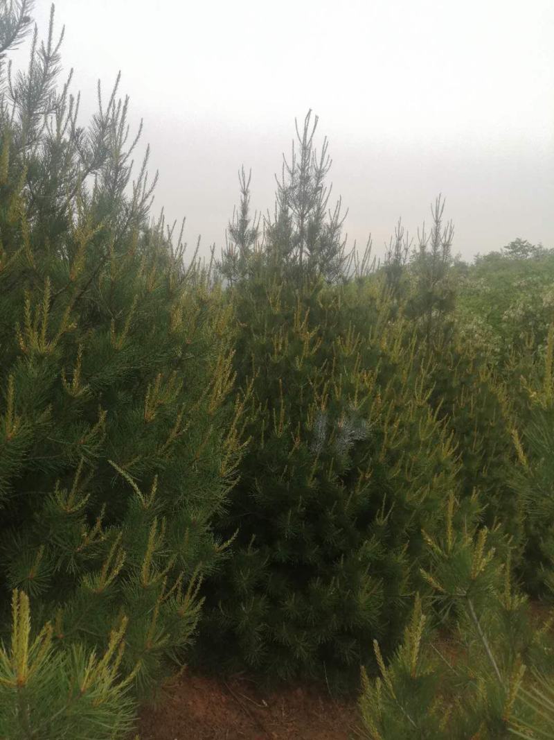 蓝田白皮松1---6米的各种规格，我们有精心的团队。