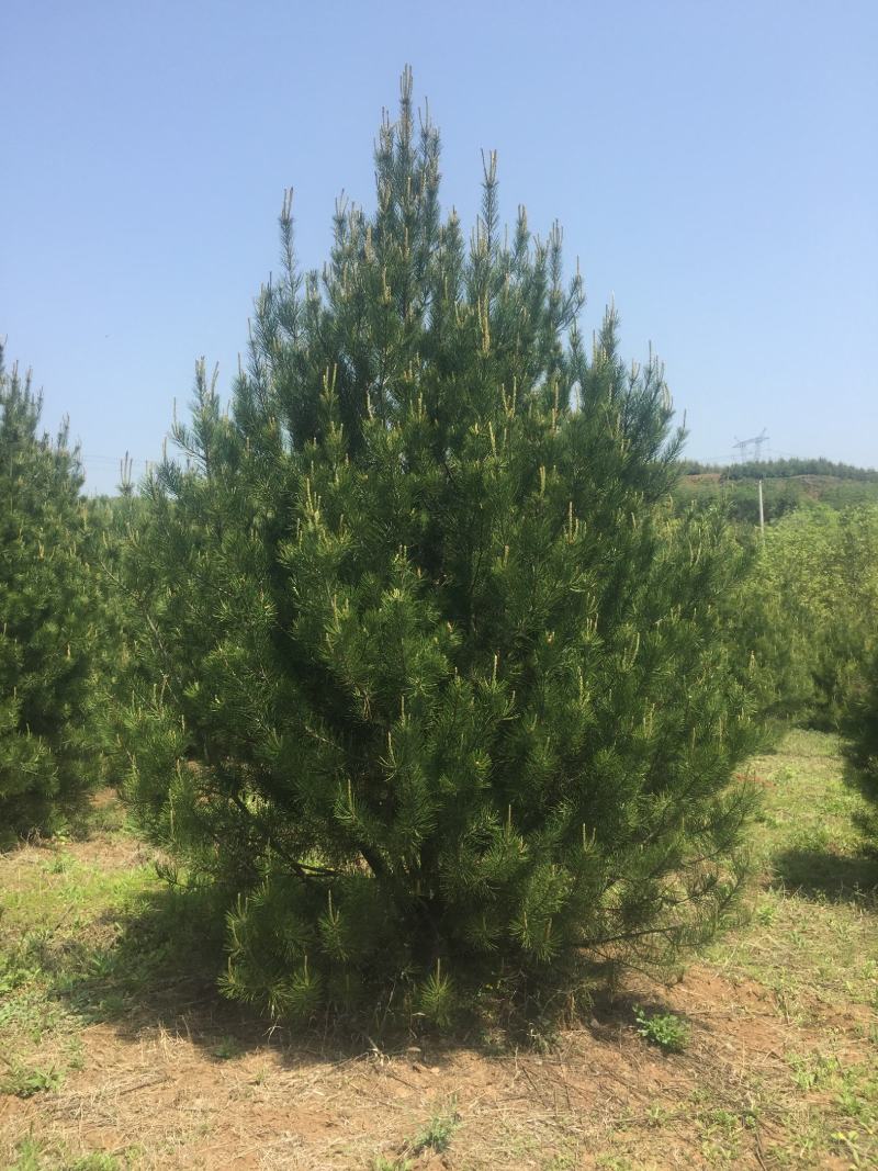 蓝田白皮松1---6米的各种规格，我们有精心的团队。
