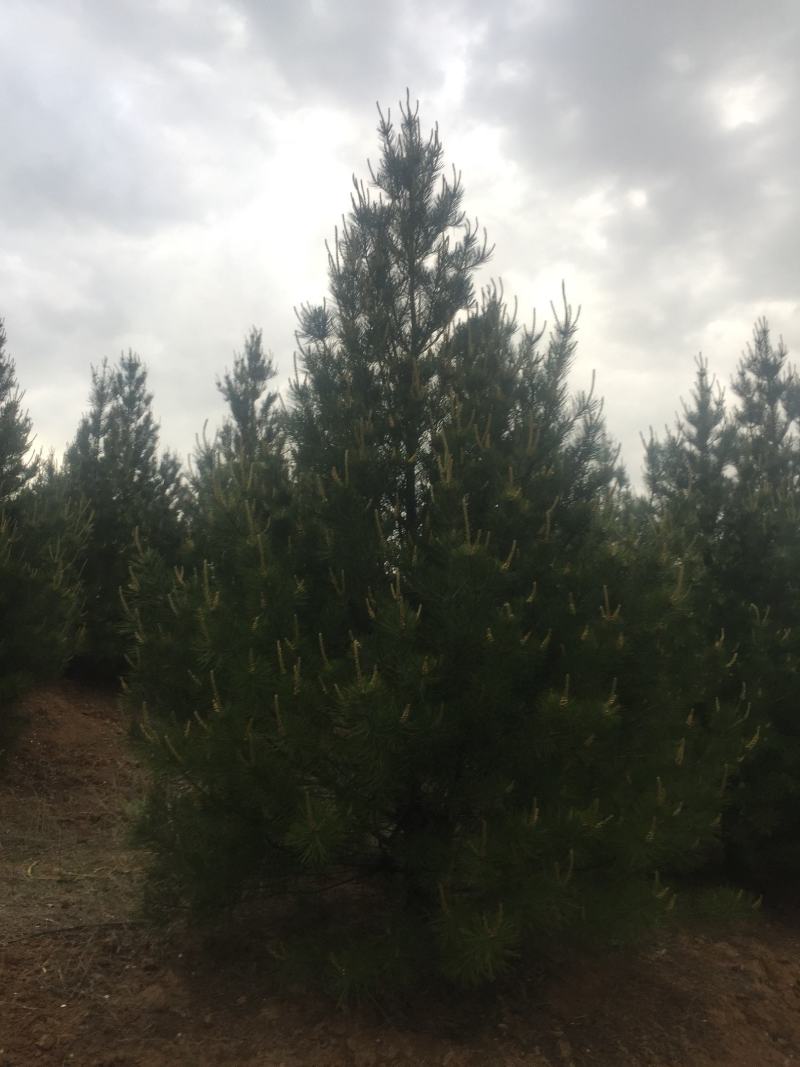 蓝田白皮松1---6米的各种规格，我们有精心的团队。