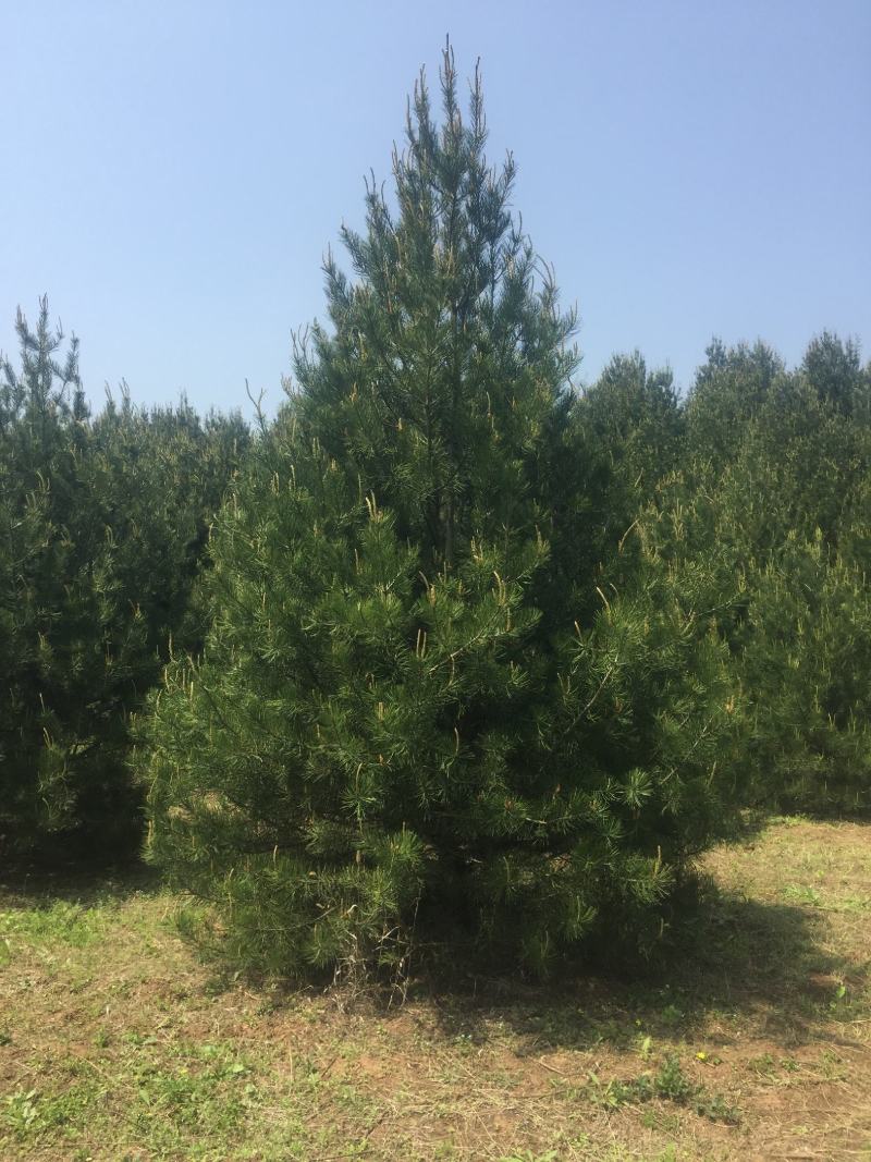 蓝田白皮松1---6米的各种规格，我们有精心的团队。