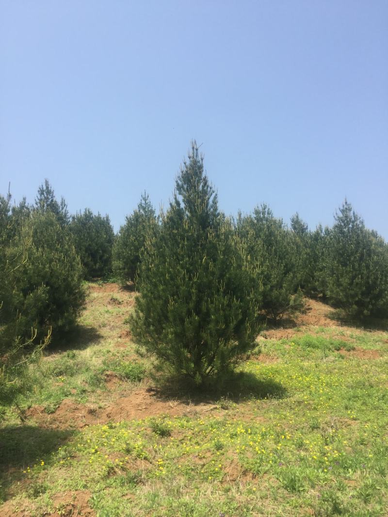蓝田白皮松1---6米的各种规格，我们有精心的团队。