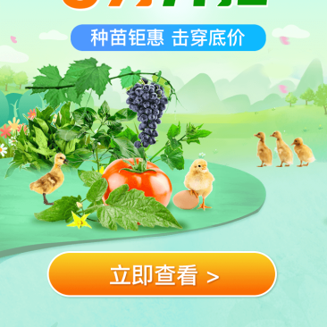 白萝卜，可以随时看货