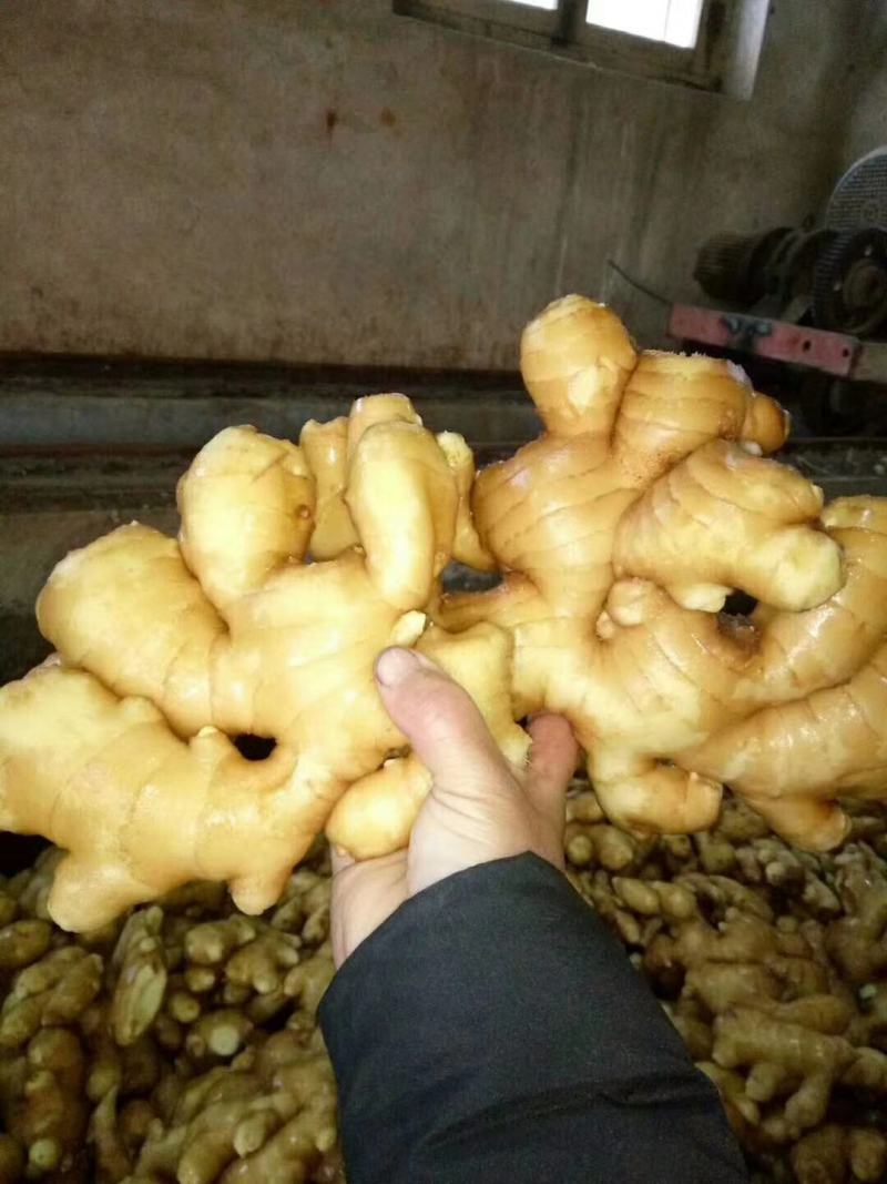 山西生姜，大黄姜，水洗生姜，仔姜，风干姜货源充足
