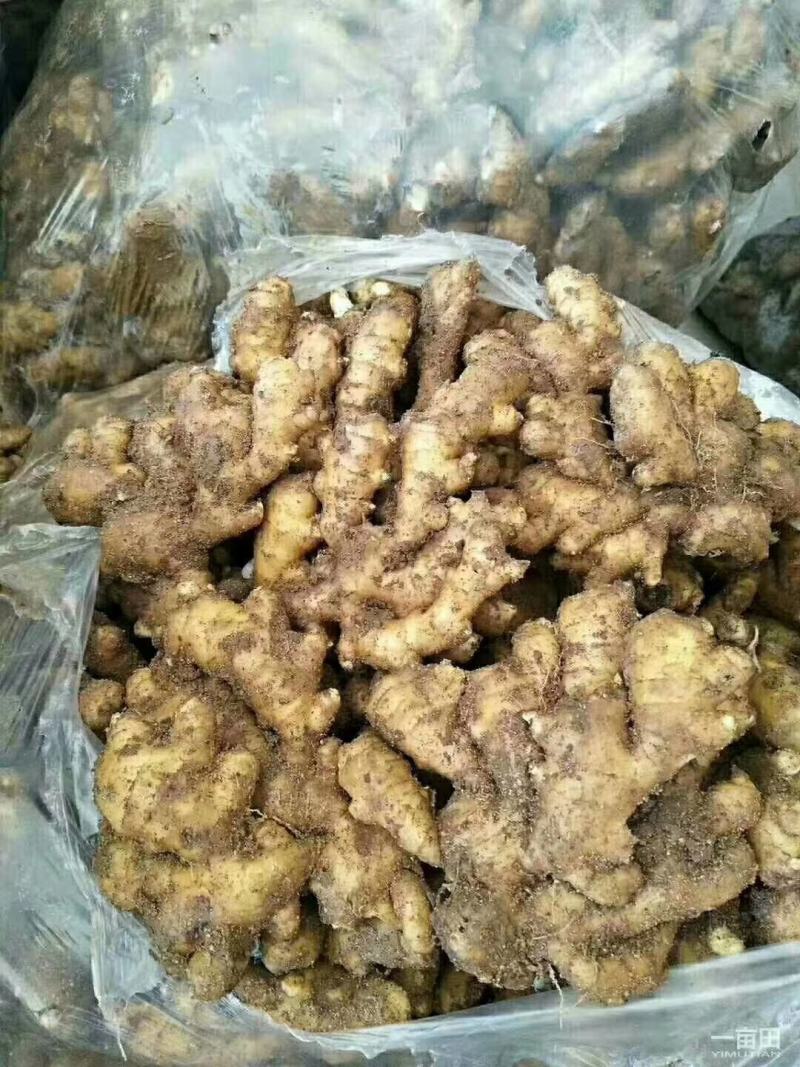 山西生姜，大黄姜，水洗生姜，仔姜，风干姜货源充足