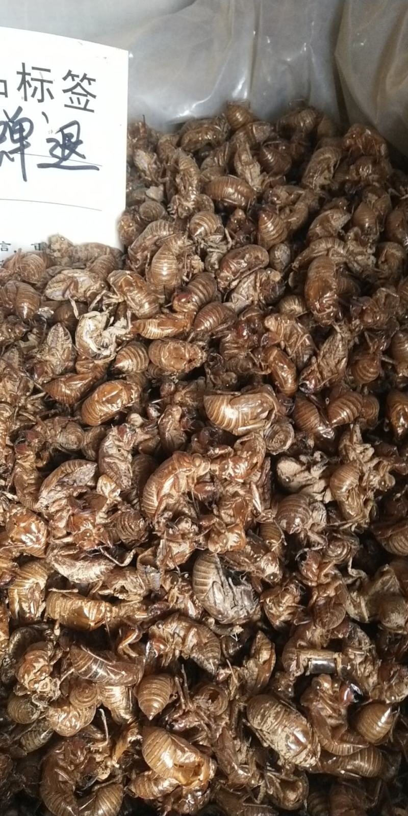 蝉自然土，水洗蝉蜕。