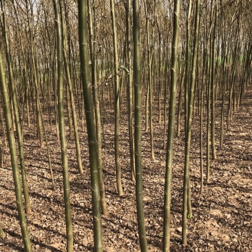 青皮柳树！旱柳！速生柳规格齐全！量大供应！