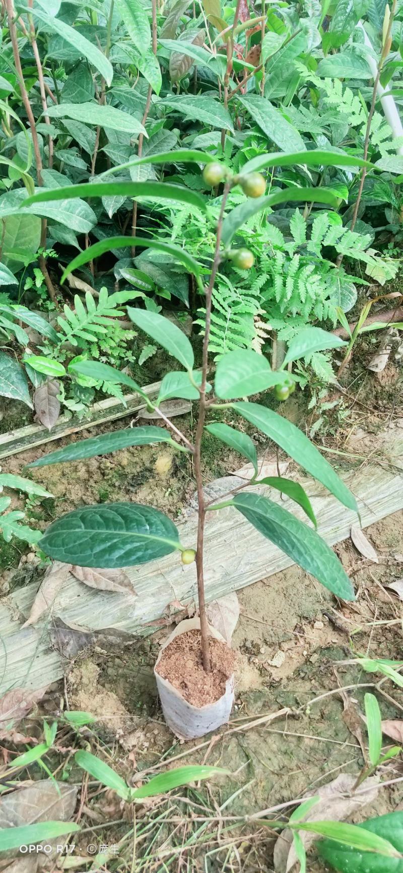 金花茶苗金花茶树苗有花苞，带花蕾小苗。金花茶小苗。