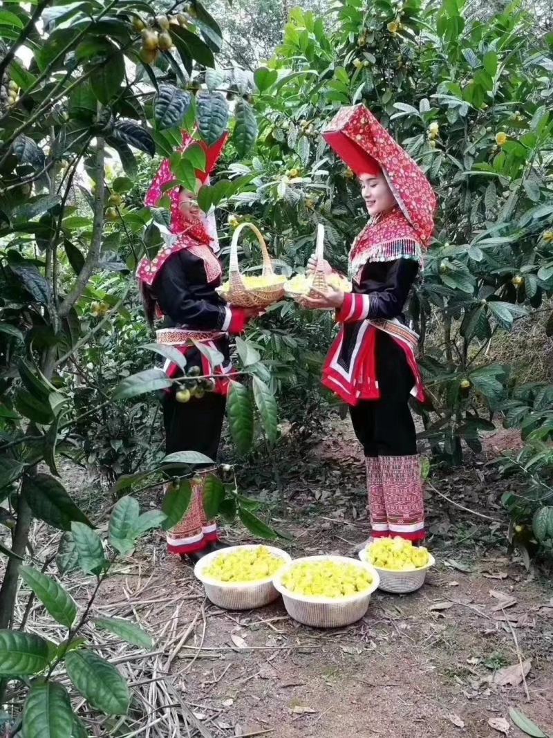 金花茶苗金花茶树苗有花苞，带花蕾小苗。金花茶小苗。