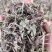 中药材土茵陈毛茵陈猪毛蒿石茵陈山茵陈芝麻蒿玲茵