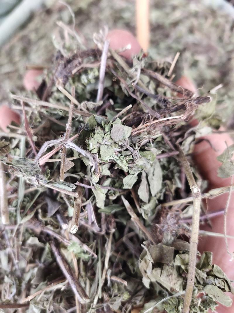 中药材土茵陈毛茵陈猪毛蒿石茵陈山茵陈芝麻蒿玲茵