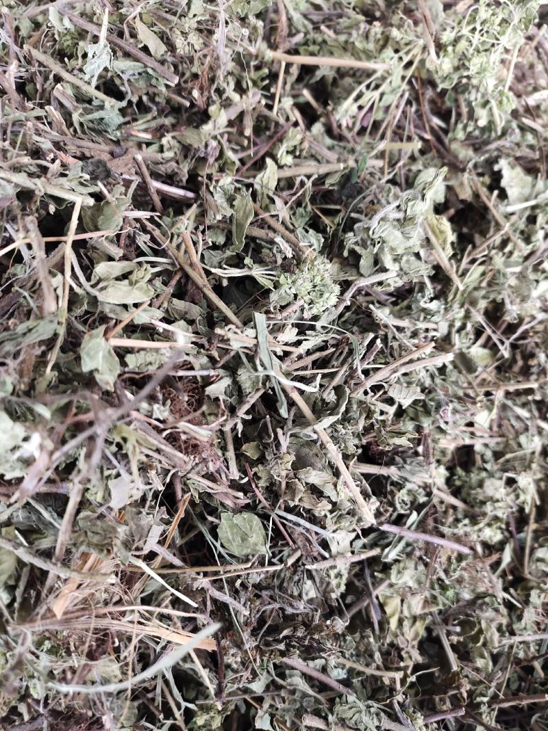 中药材土茵陈毛茵陈猪毛蒿石茵陈山茵陈芝麻蒿玲茵