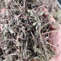 中药材土茵陈毛茵陈猪毛蒿石茵陈山茵陈芝麻蒿玲茵