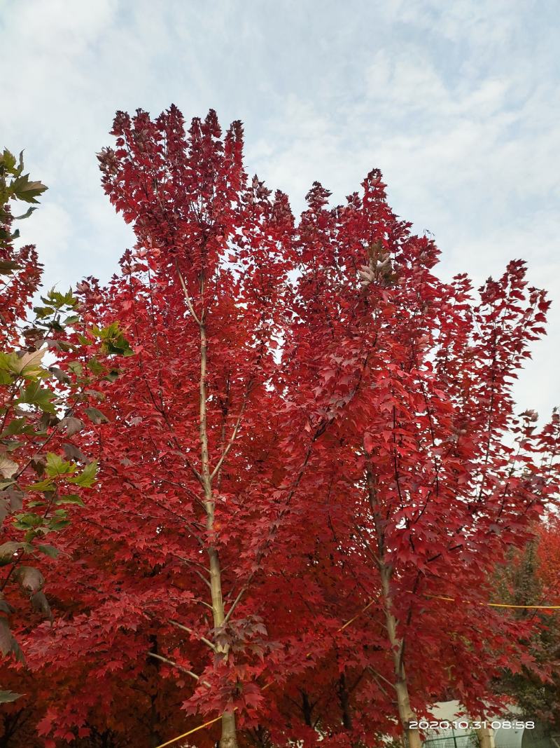 美国红枫十月光辉苗圃直销一手货源保证成活品种纯正保证质量