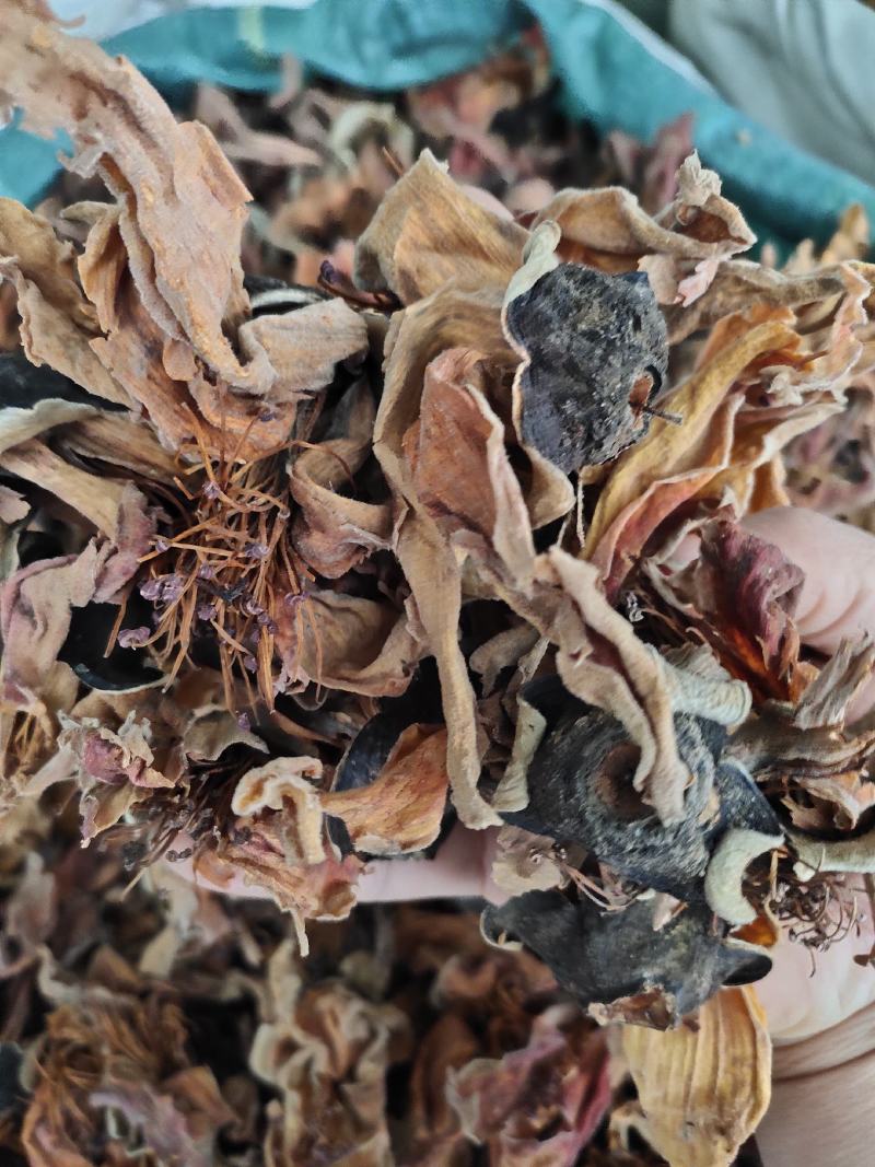 广西野生木棉花新货干花货源充足，全国发货