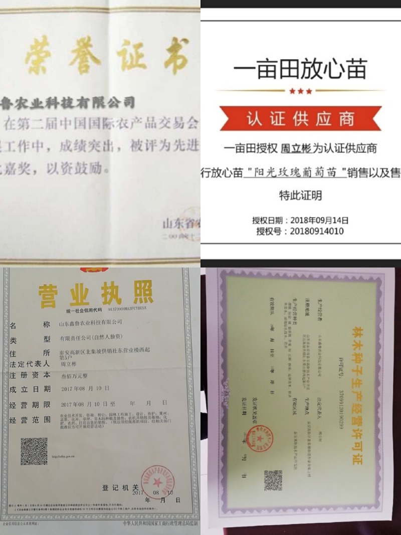 葡萄苗:金手指葡萄苗阳光玫瑰，蓝宝石，浪漫红颜，巨峰，