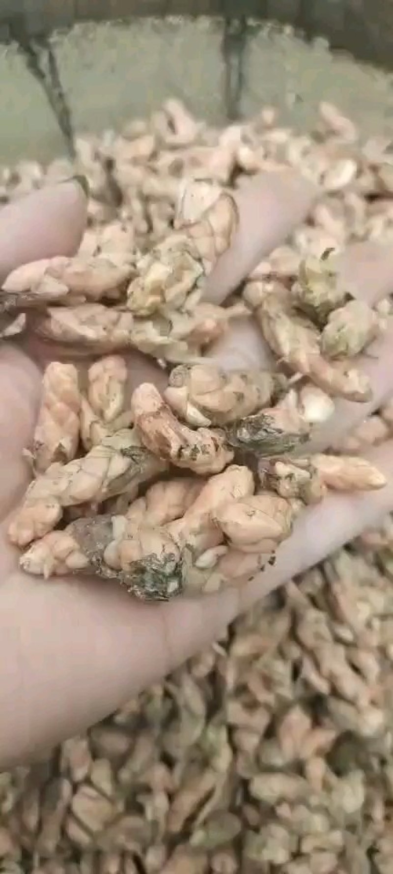 紫叶杂酱草紫叶酢浆草种球根茎粗壮发芽率高大量批发
