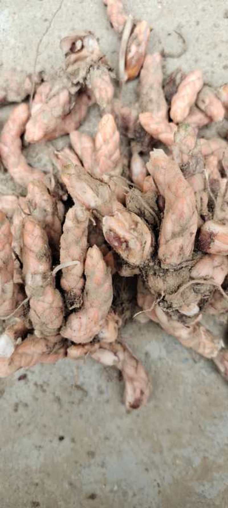 紫叶杂酱草紫叶酢浆草种球根茎粗壮发芽率高大量批发