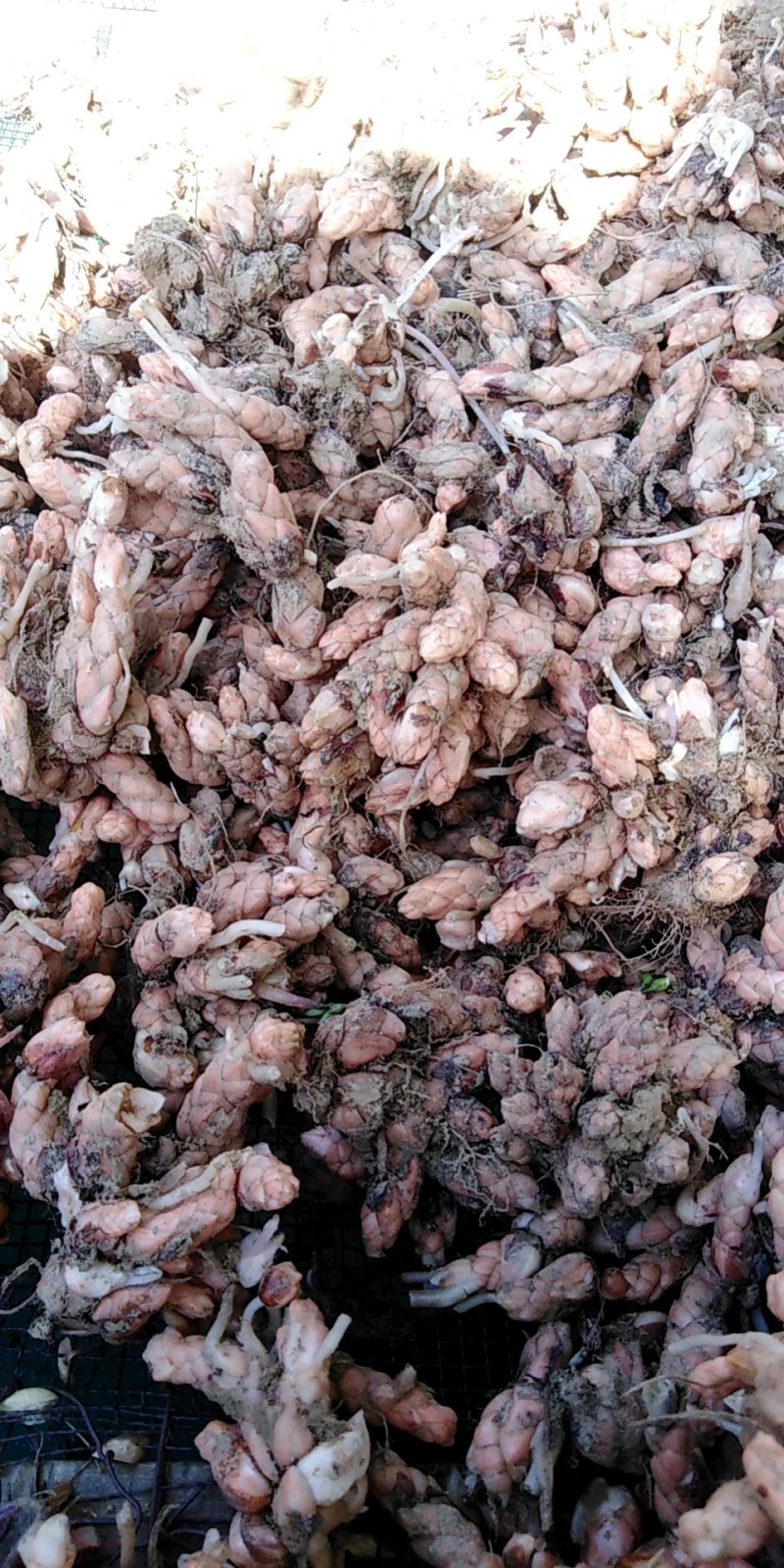 紫叶杂酱草紫叶酢浆草种球根茎粗壮发芽率高大量批发