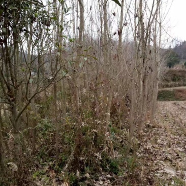 杨树苗/速生杨树苗107杨树苗