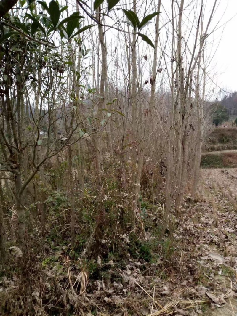 杨树苗/速生杨树苗107杨树苗