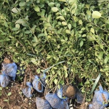 胶东卫茅，金叶女贞绿篱基地