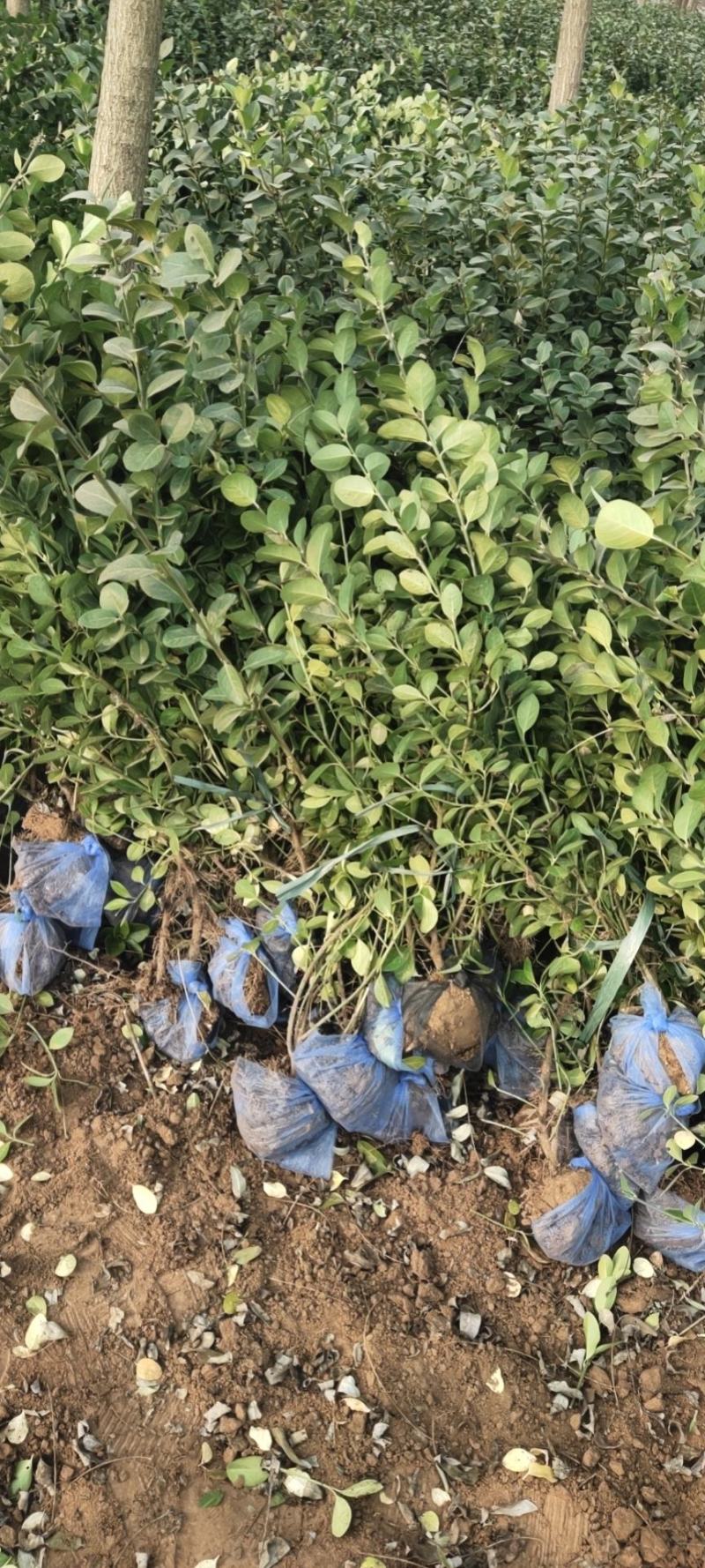胶东卫茅，金叶女贞绿篱基地