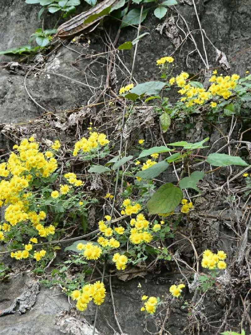 2020年新货大别山野菊花菊花茶野生药厂小菊花