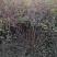 河北猬实，河北大卜猬实，河北从生猬实供应