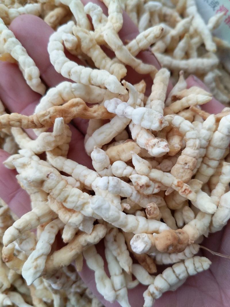 野生白虫草地蚕干货