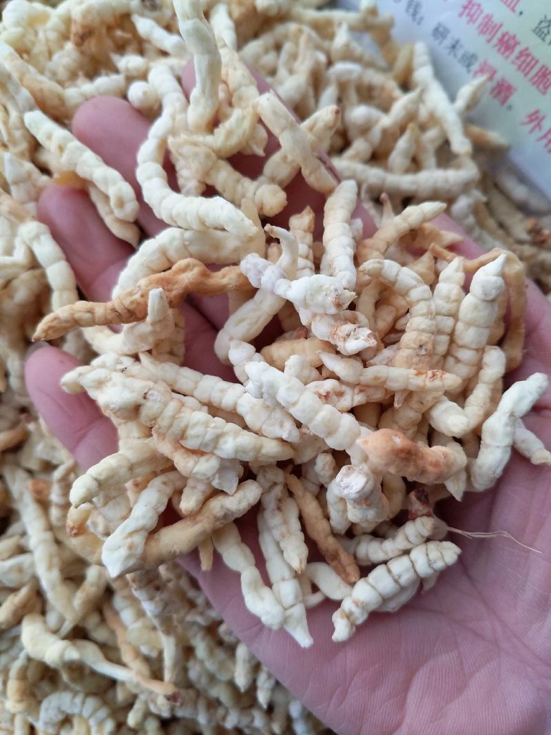 野生白虫草地蚕干货