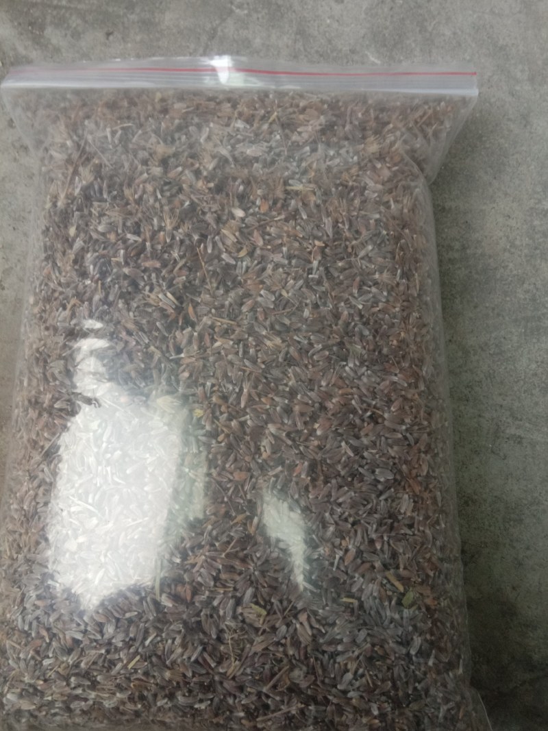 苍术种子，野生移栽北苍术，含量高香味浓。量大可以优惠