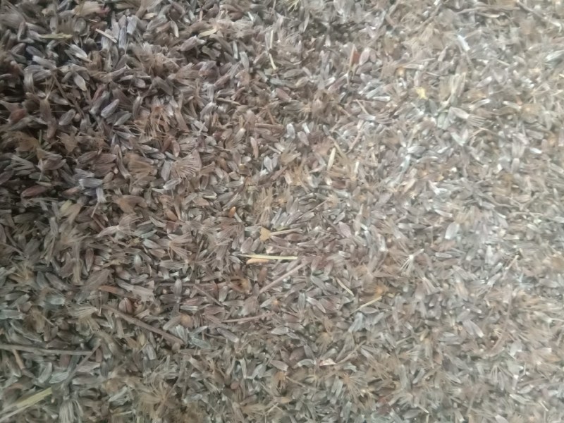 苍术种子，野生移栽北苍术，含量高香味浓。量大可以优惠