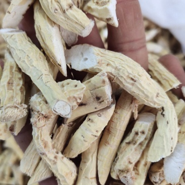 新货牛大力薯片金钟根煲汤料