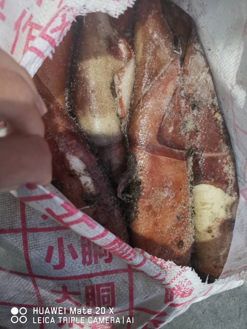鱿鱼，冷冻大鱿鱼，新鲜船冻，烧烤酒店都可以用，一件25斤