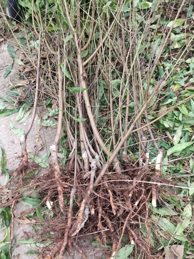 胭脂脆桃品种保证两证一签基地现挖。