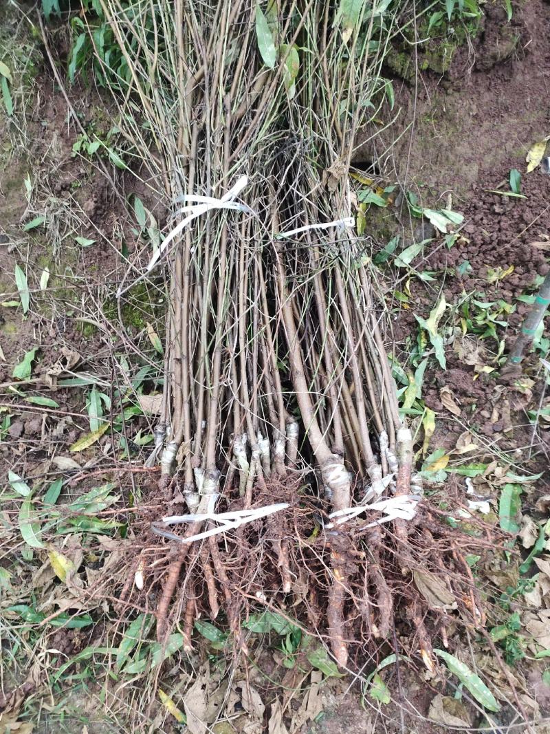 胭脂脆桃品种保证两证一签基地现挖。